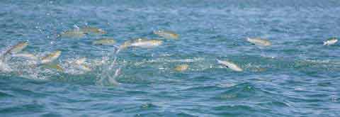 School of fish jumping out of water