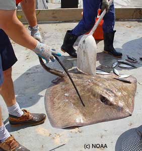 Sting Ray on deck