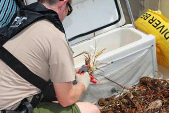 USCG inspecting a cooler and measuring lobsters taken by a busted lobster poacher