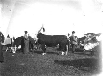 men with cattle in Apalachicola, 1840's