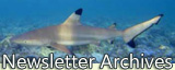 blacktip shark under water, click to jump to Newsletter Archives
