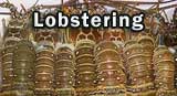 A row of live Spiny Lobsters announcing Lobster Season