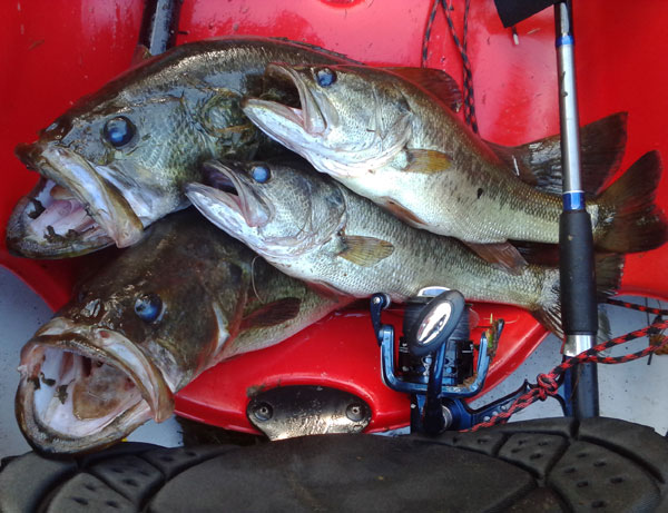 4 big bass on the front of a kayak