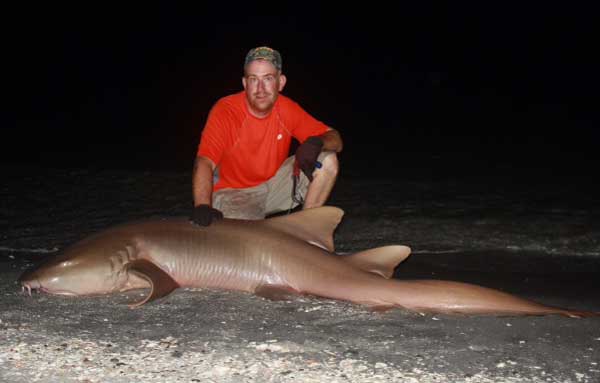 man poses on the beach with a 200 lb nurse shark
