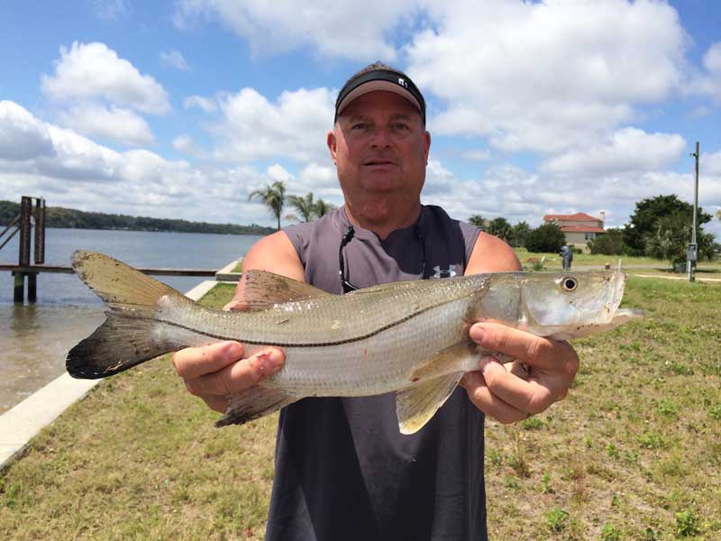 man holding a snook fish caught in jacksonville from shore fishing