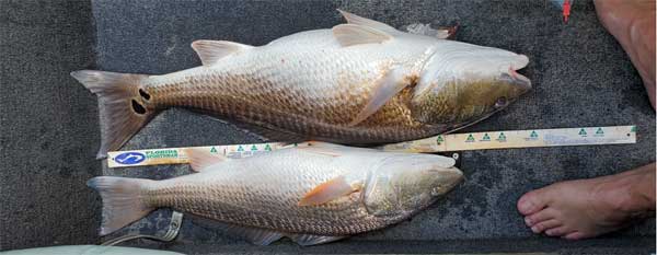 two red fish on a boat, one bigger than another