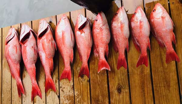 9 red snapper lined up on a dock