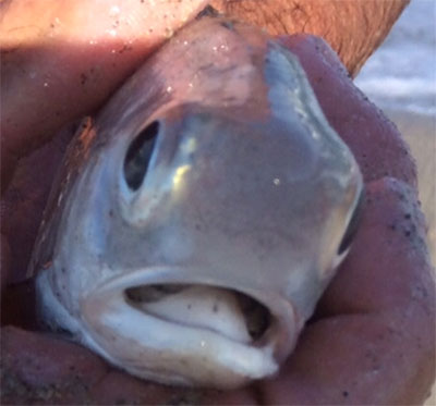 closeup of the mouth of an Atlantic threadfin