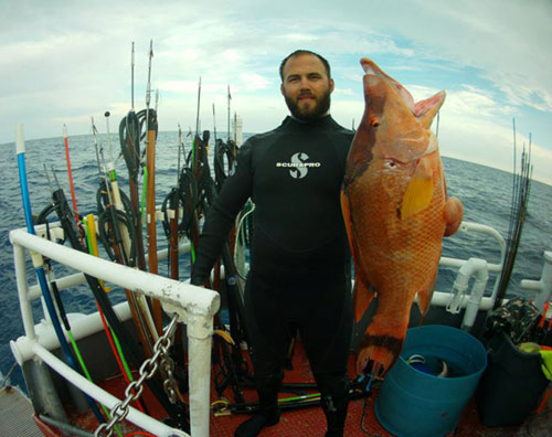 man in dive suit holds a 10 pound hogfish on a boat with spearfishing poles in the background