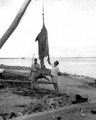 Henry "Mike" Strater and Ernest Hemingway with "apple-cored" marlin. Bimini, Cat Cay, 1935