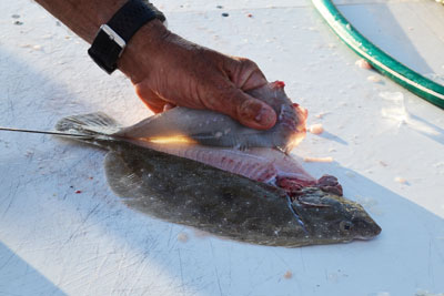 flounder with the skin cut down the center