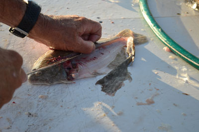 one half of flounder filleted with skin cleaned of meat