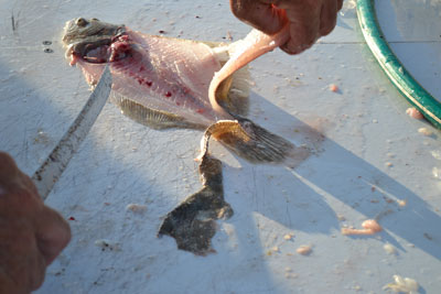 man pulling meat off the ribs of a flounder