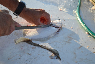 fillet knife ready to slice underside of flounder