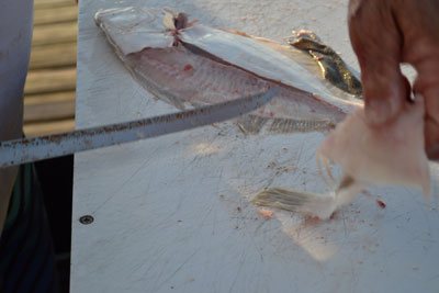 man holding flounder fillet