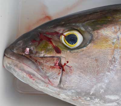 Amberjack face