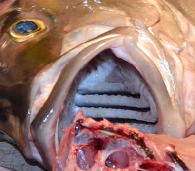 Inside the mouth of the Amberjack