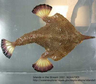 Longnose Batfish
