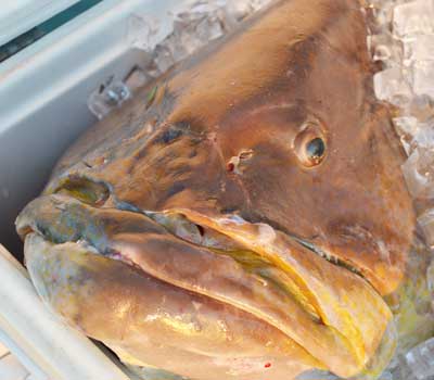 Closeup of the face of a black grouper