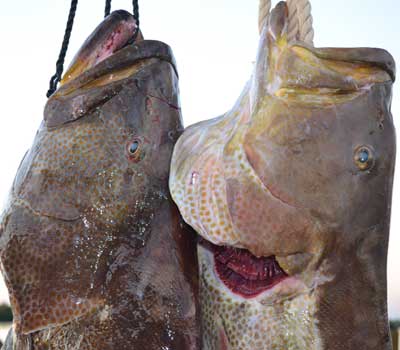 Two closeups of black grouper heads