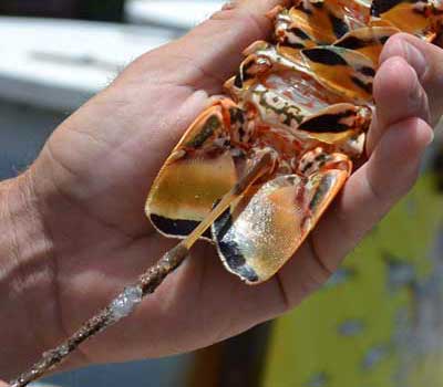 Cleaning the lobster tail showing the antena stuck up the anus