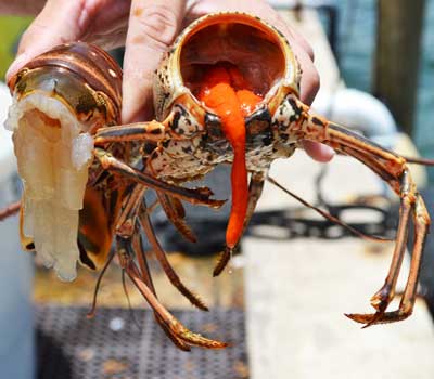 The innards of a spiny lobster with red goo drooling out