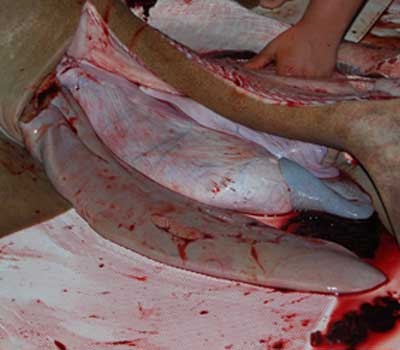 The guts of the nurse shark - long tubes one with blue end