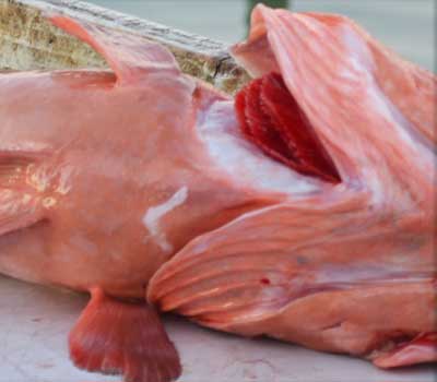 Chin view of red grouper