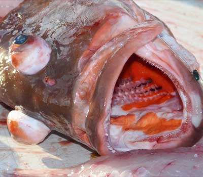Red Grouper with eyes popping out and mouth open showing teeth