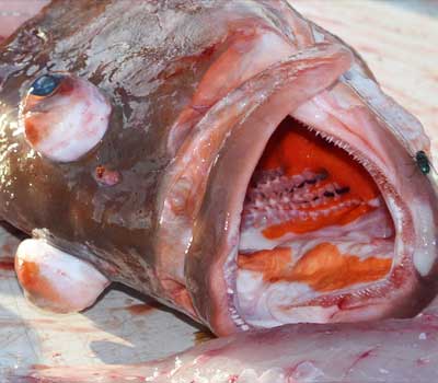 Bulging Eye Fish Stock Image Of Fish, Orange, Grotesque 29310603