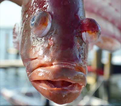 Red grouper with popped out eyes