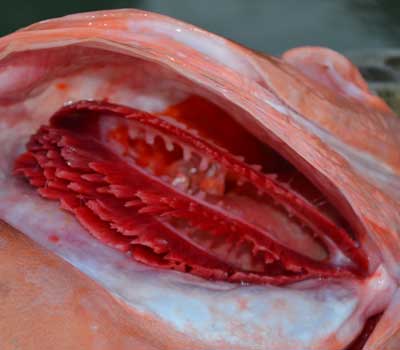Gills of the red grouper closeup