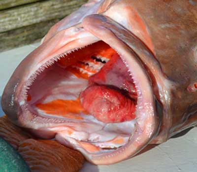Inside the Red grouper mouth showing red stomach