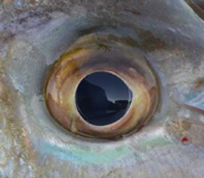 Closeup of eye of red porgy