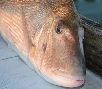 Closeup of the face of a red porgy