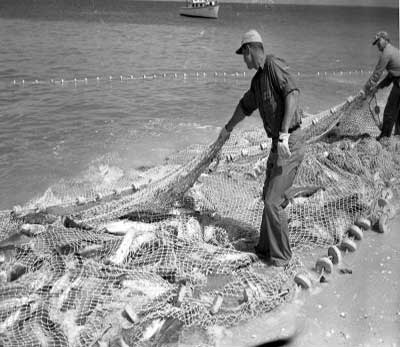 a seine net full of big fish on naples beach in 1949