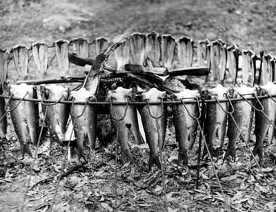 mullets hooked up on wire forming a circle around a camp fire