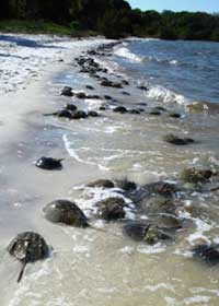Dozens of horseshoe crabs on the edge of a beach 