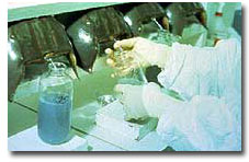 Laboratory bleeding horseshoe crabs