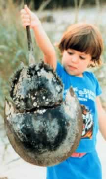 Small boy holding a big horseshoe crab at the beach