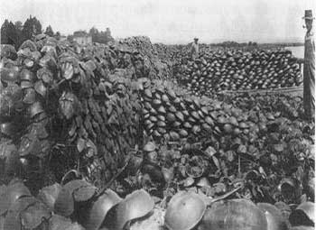 Historical photo of Piles of millions of horseshoe crabs harvested in Deleware