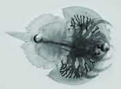 Horseshoe Crab hatchling
