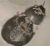 horseshoe crabs mating on the beach