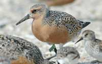 Red Knot bird on beach