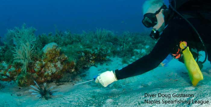 diver with a lionfish spear underwater spears the lionfish