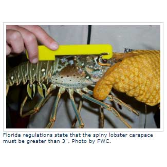 lobster being held with gloves and a measure device on the lobsters back