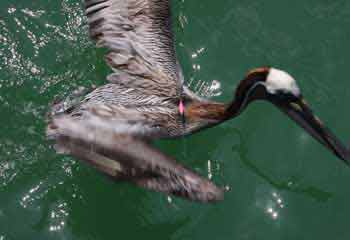 Pelican with hook