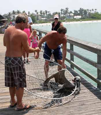 Net dropped on pier