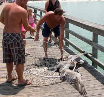 Pelican wings spread and head caught in net