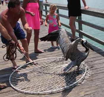 pelican free from net with wings spread